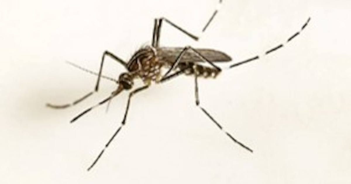 Record number of mosquito-borne disease outbreaks in Europe: health agency - CTV News