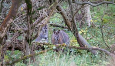 “No one wants to use the word ‘cull’”. There’s an island off the UK overrun with wallabies – and they’re causing chaos