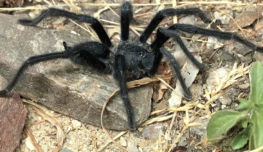 Tarantula Species With Penis That Dwarfs Body Discovered By Stunned Scientists