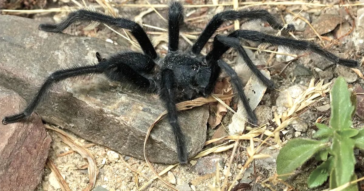 Tarantula Species With Penis That Dwarfs Body Discovered By Stunned Scientists