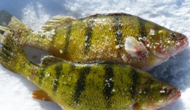 Man guilty of catching and retaining 22 yellow perch on Lake Simcoe, banned from fishing in Ontario