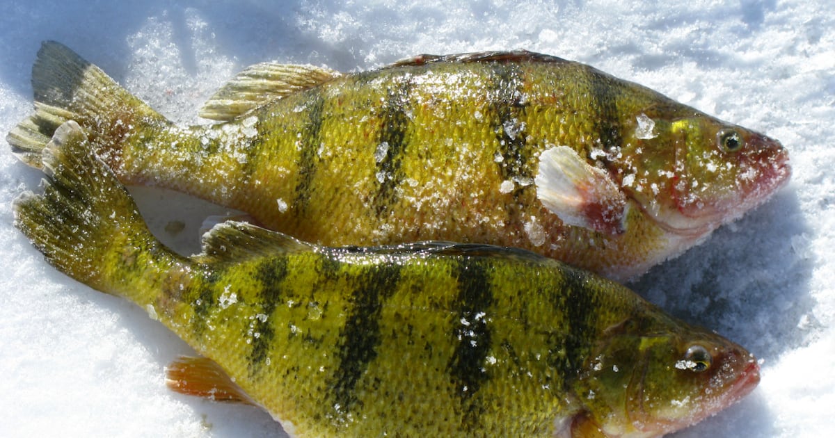 Man guilty of catching and retaining 22 yellow perch on Lake Simcoe, banned from fishing in Ontario