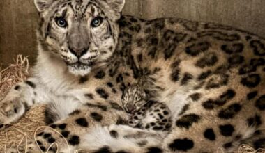 Adorable Snow Leopard Cub Born at John Ball Zoo