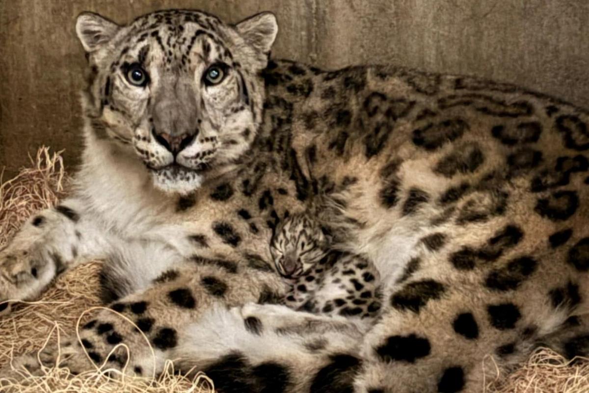 Adorable Snow Leopard Cub Born at John Ball Zoo