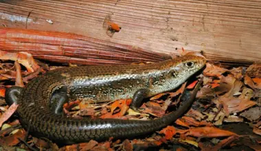 This weird Australian lizard is immune to deadly snake venom – now scientists have found the “ingenious” mutation responsible