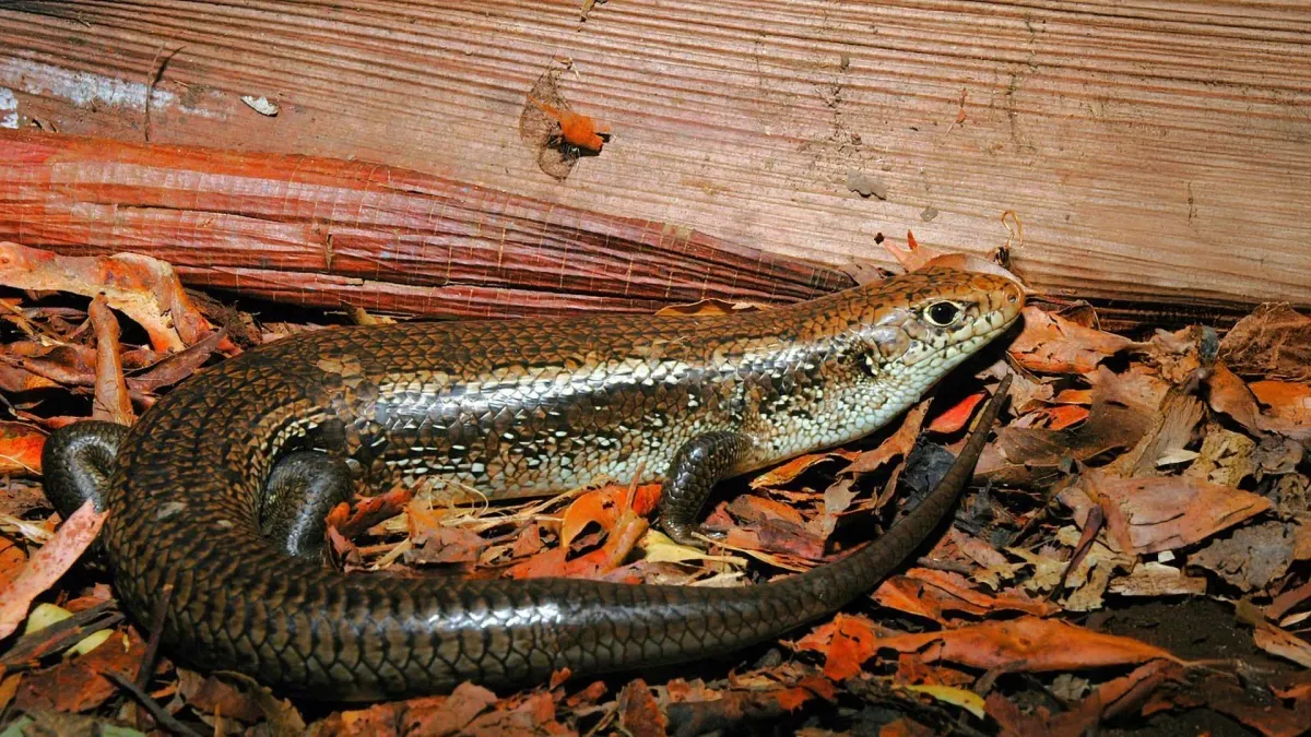 This weird Australian lizard is immune to deadly snake venom – now scientists have found the “ingenious” mutation responsible