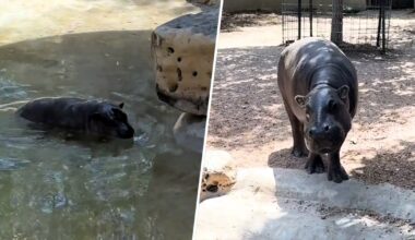 Baby Hippo Mars Refuses to Get Out of Pool Until Mom Makes Him
