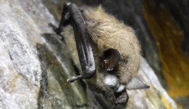 Public Advised to Give Young Bats Space as Sightings Increase