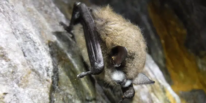 Public Advised to Give Young Bats Space as Sightings Increase