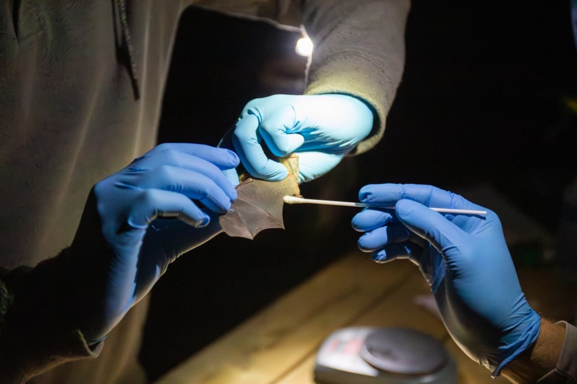 Researchers wearing blue gloves swab the wing of a bat.