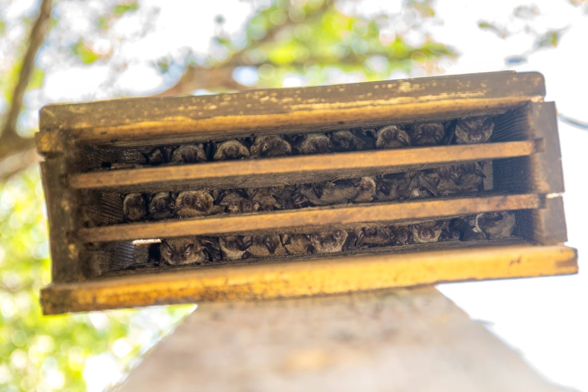 Dozens of bats hang in vertical lines in a wooden bat house.
