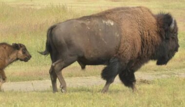 VIDEO: History made as Yellowstone bison released in Battlefords