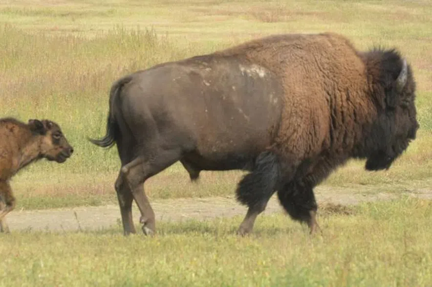 VIDEO: History made as Yellowstone bison released in Battlefords