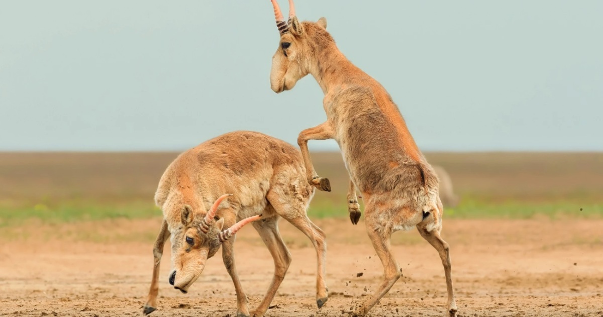 Scientists Highlight the Beauty of Survival in Wildlife Photo Contest