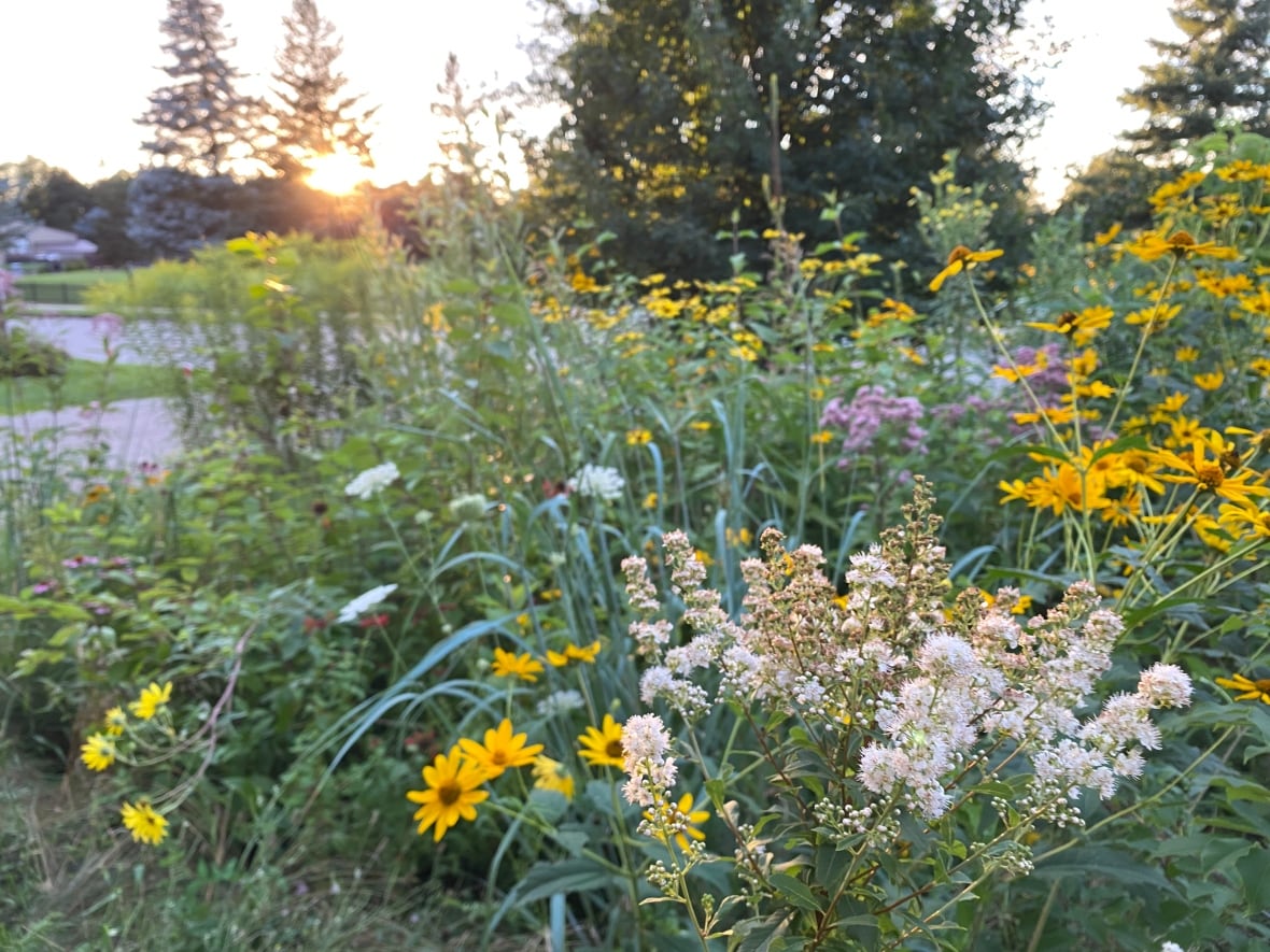 A yard full of wildflowers
