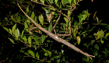 A photograph of Acrophylla in a tree.