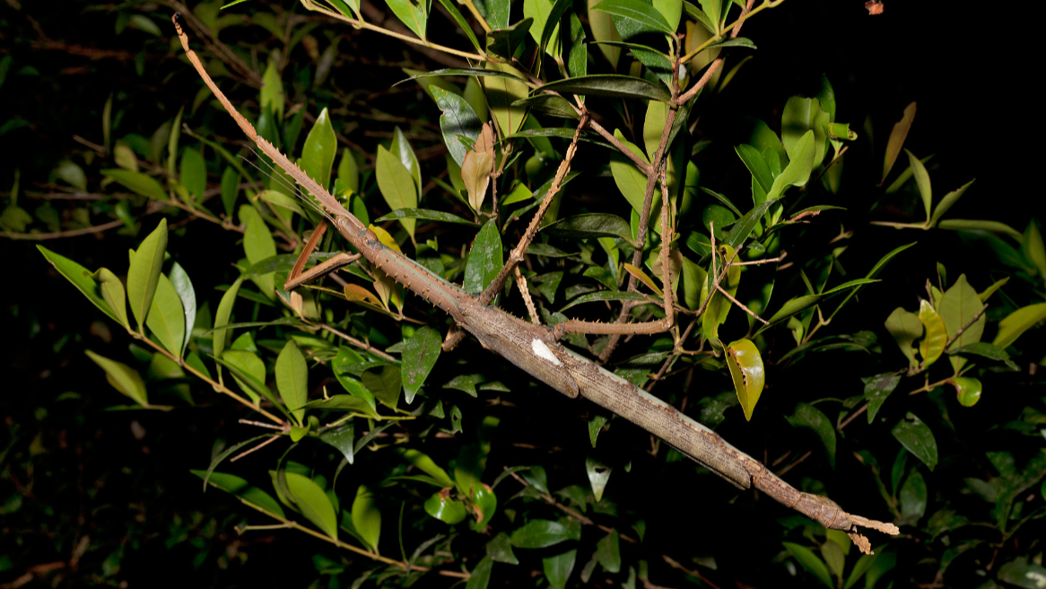 A photograph of Acrophylla in a tree.