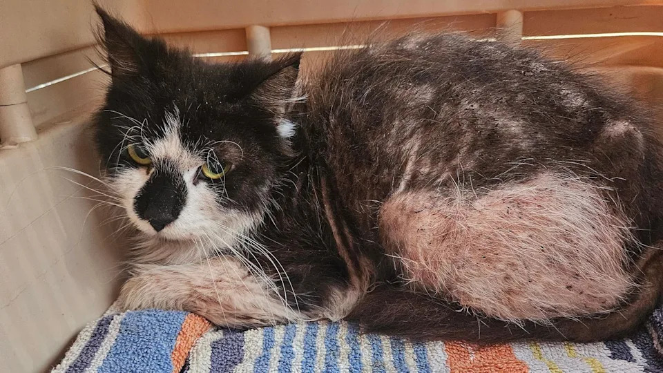 A black and white long-haired cat is looking at the camera and he does not look happy. There are large bald patches on its side and leg. He is sitting on a striped towel in an enclosure