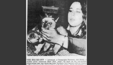 From capes to crowns: The golden age of cat shows in Sault Ste. Marie