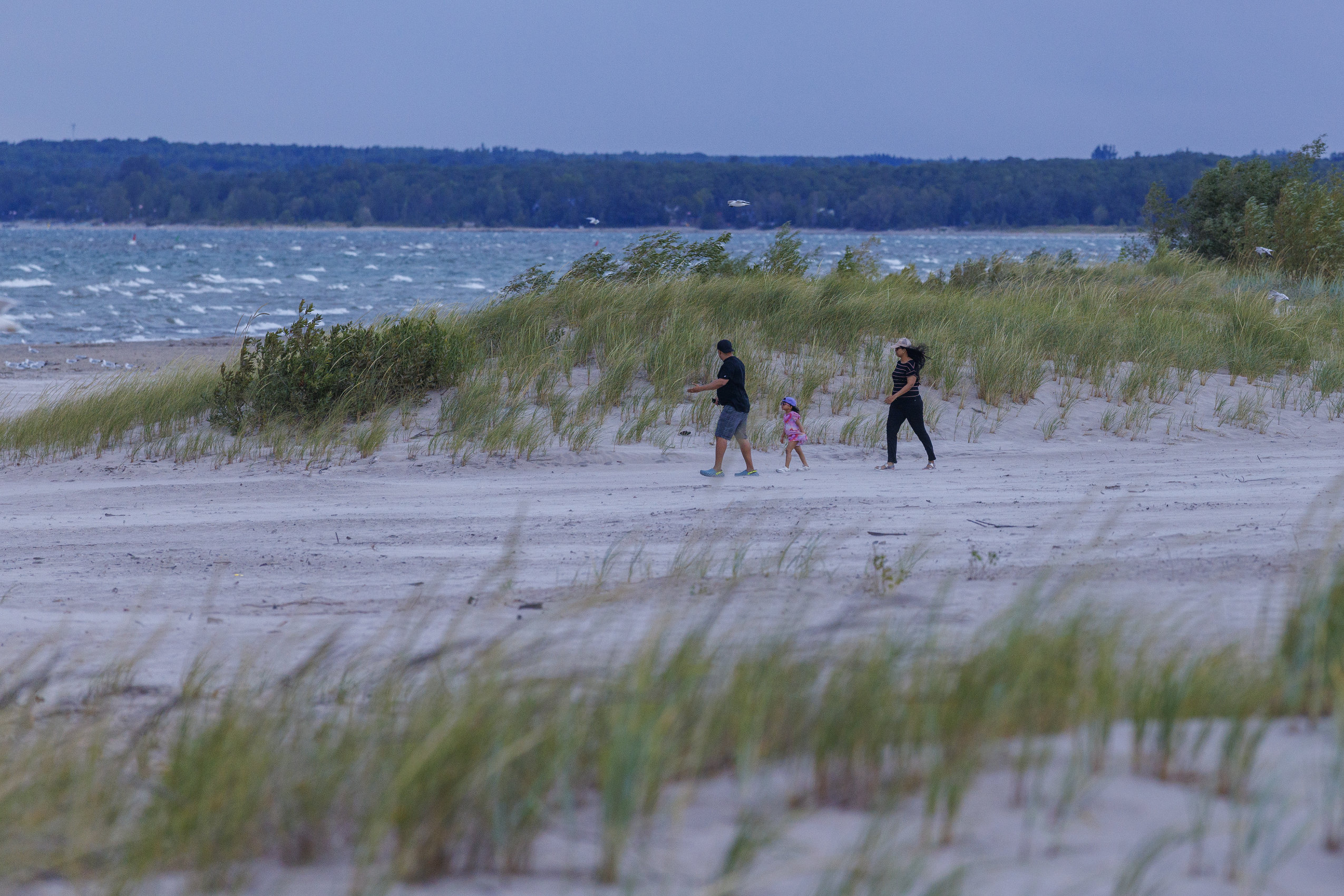 Two adults and a child walk alongside a sandy dune on Wasaga Beach, as heavy wind pushes the the dune's vegetation into a rightward bend and whitecaps roll into shore in the background.