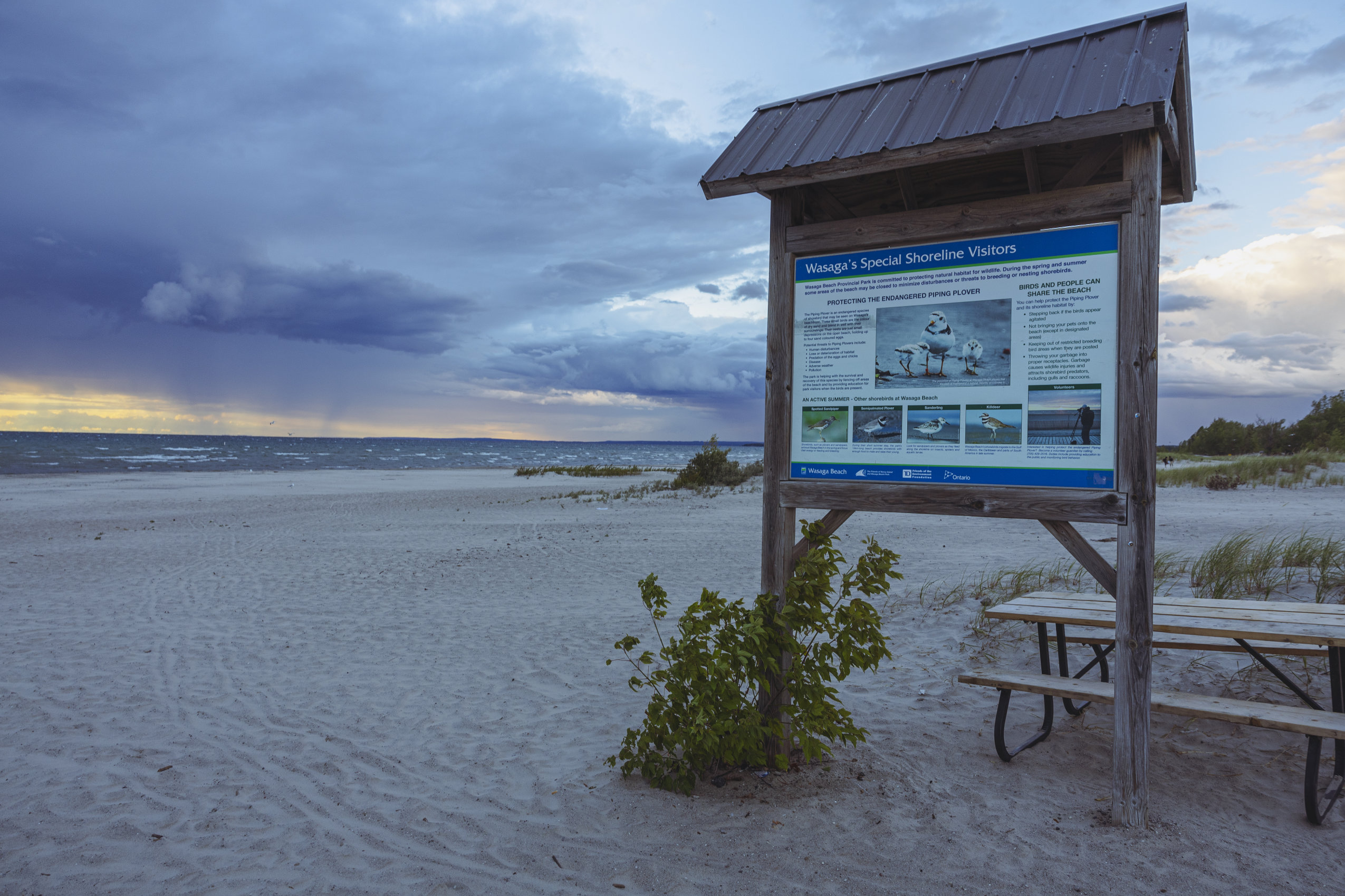 An sign explaining how to protect the endangered piping plover on Wasaga Beach. The sign's title is "Wasaga's Special Shoreline Visitors."