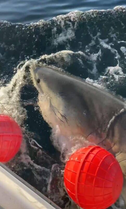 Contender, The Great White Shark, Is Tagged By Researchers At Ocearch In January 2025
