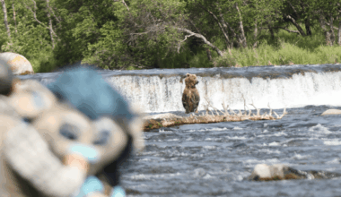 Brown Out: Buoy & Hayden’s Bear Adventure