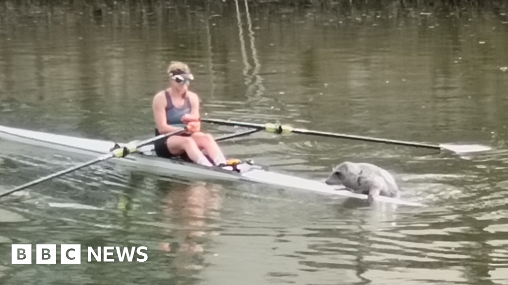 Devon rower shares 'special' moment as 'playful' seal climbs on boat