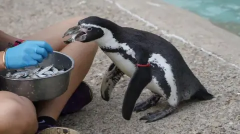 A small black and white penguin holds a small fish in its beak as it stands by the side of a pool next to a woman who is sitting on the ground holding a bowl of fish while wearing a blue glove and hand-feeding the penguin.
