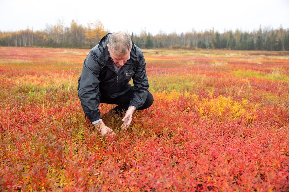 A man crouches in a blueberry field in fall. The plants are bright red and orange.