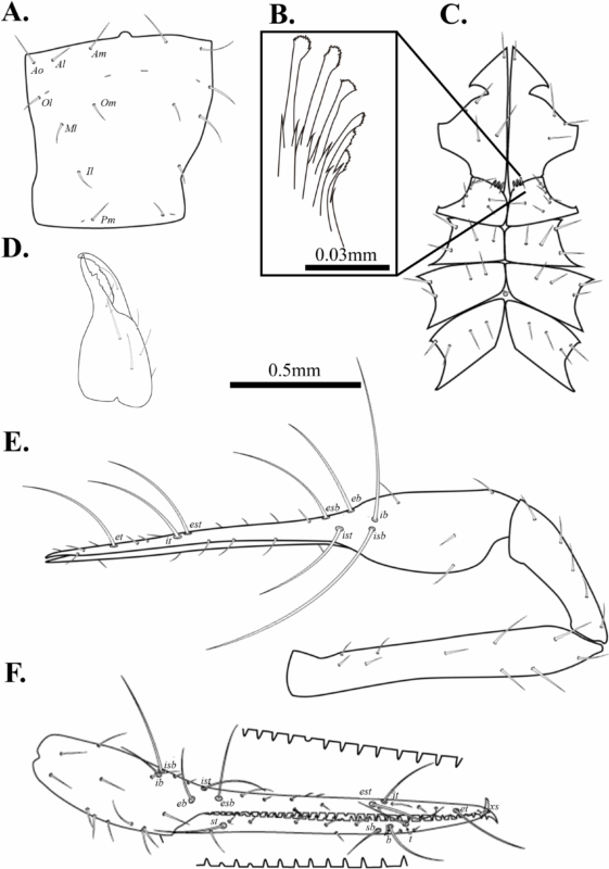 Drawings Of Spelaeochthonius Geumgulensis Sp. Nov.
