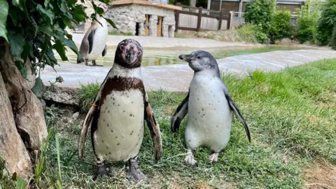 East Riding of Yorkshire Council Two penguins stand on grass near a small pool. One has dark brown and white feathers with pink around its face; the other is smaller with grey feathers and black spots. A third penguin is near the pond, which is surrounded by plants, rocks, and a stone building.