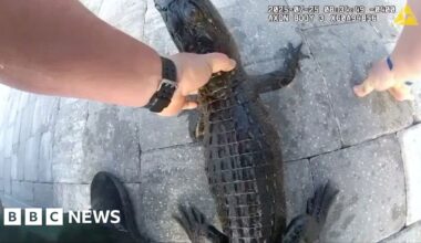 Florida officer pulls alligator from pool with bare hands