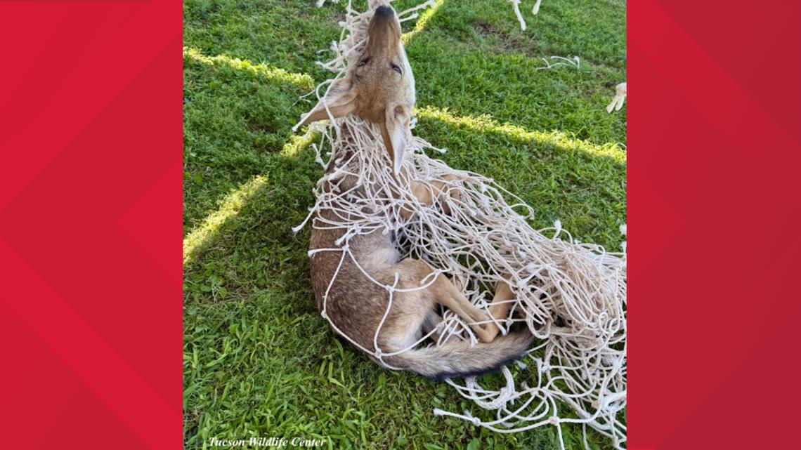 Arizona coyote got tangled up in soccer net and needed some help