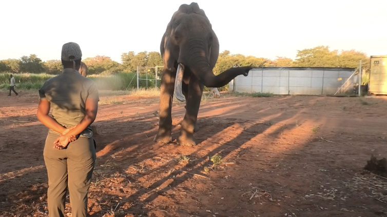 Person looking at an elephant