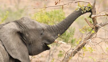 Do elephants make deliberate gestures to ask for things? Our study says yes