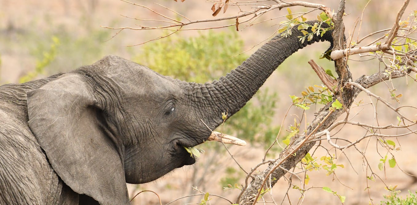 Do elephants make deliberate gestures to ask for things? Our study says yes