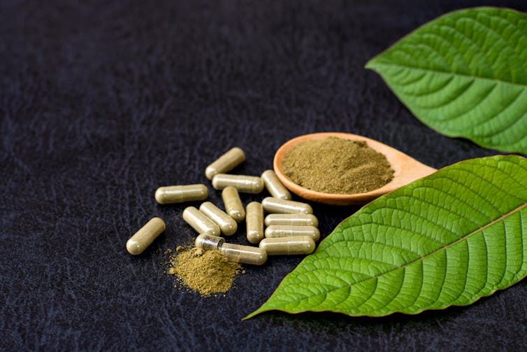 Small capsules are full of a green powder made from the dried kratom leaves which are also in the picture.