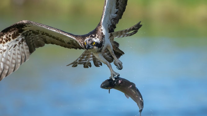 Osprey catching fish
