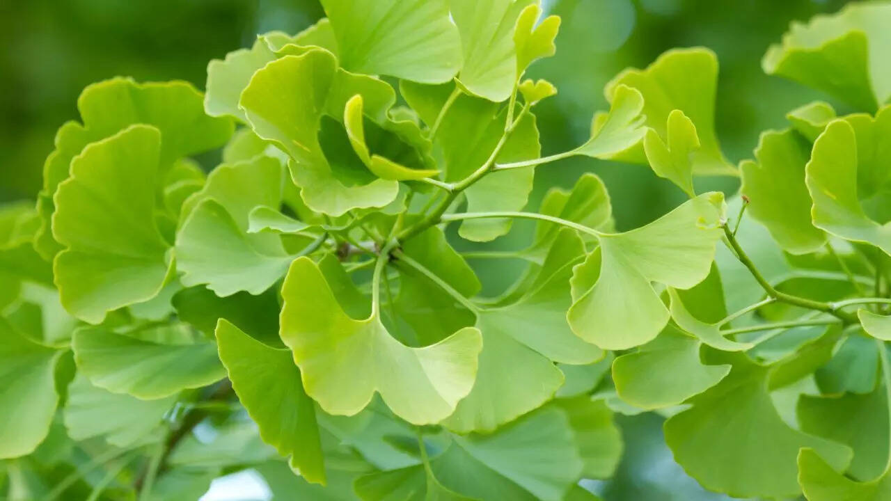​​​Ginkgo Biloba