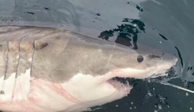 Great White Pinging While Swimming on Grand Banks