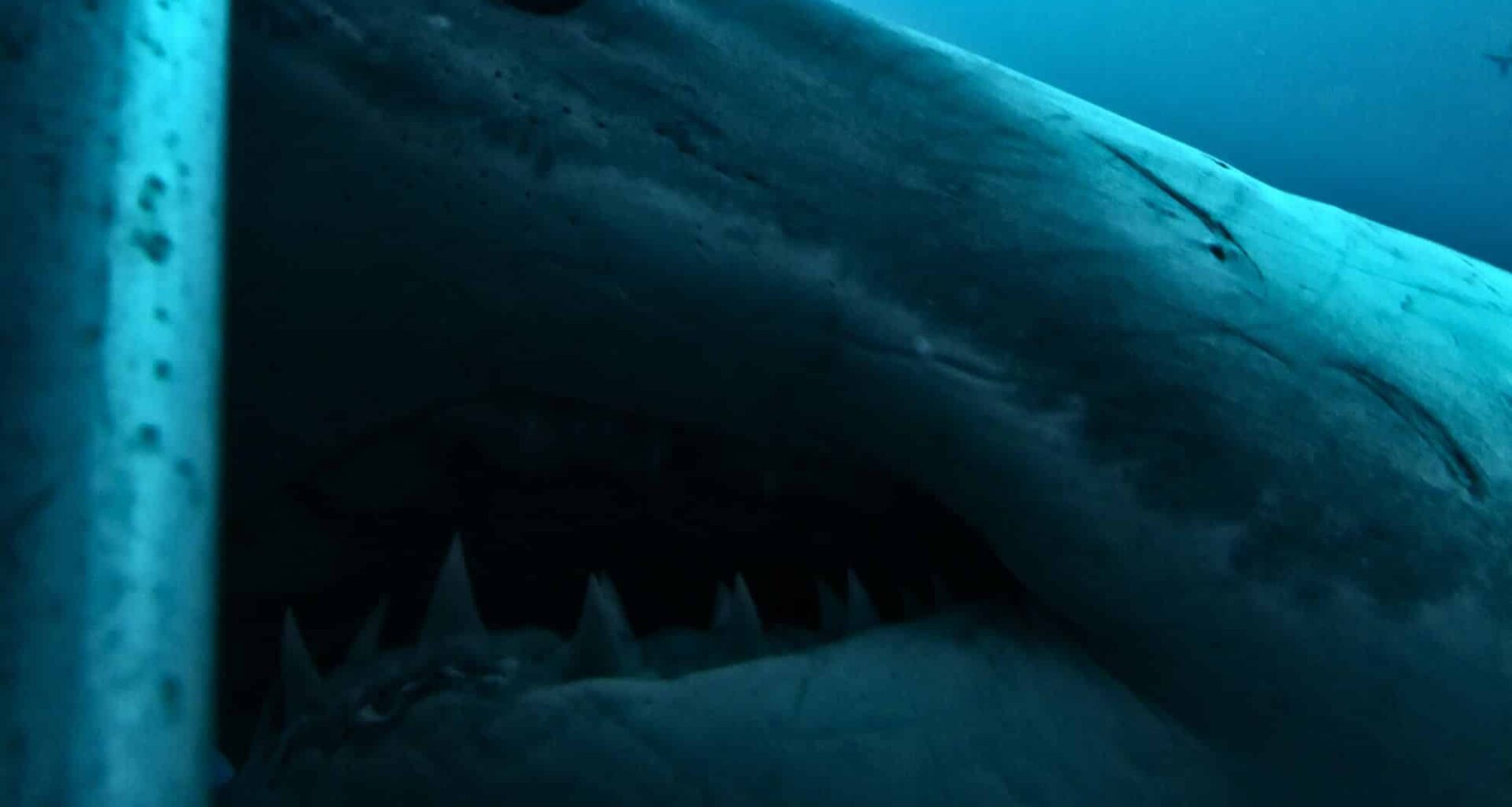 Great White Shark Investigating The Shark Cage