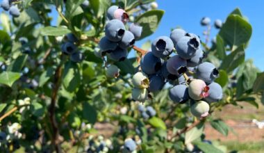Drought conditions, fire risk mean N.S. blueberries will be in short supply