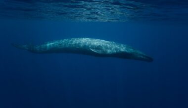 Researchers identify cause of decline in blue whale vocalizations - The Independent