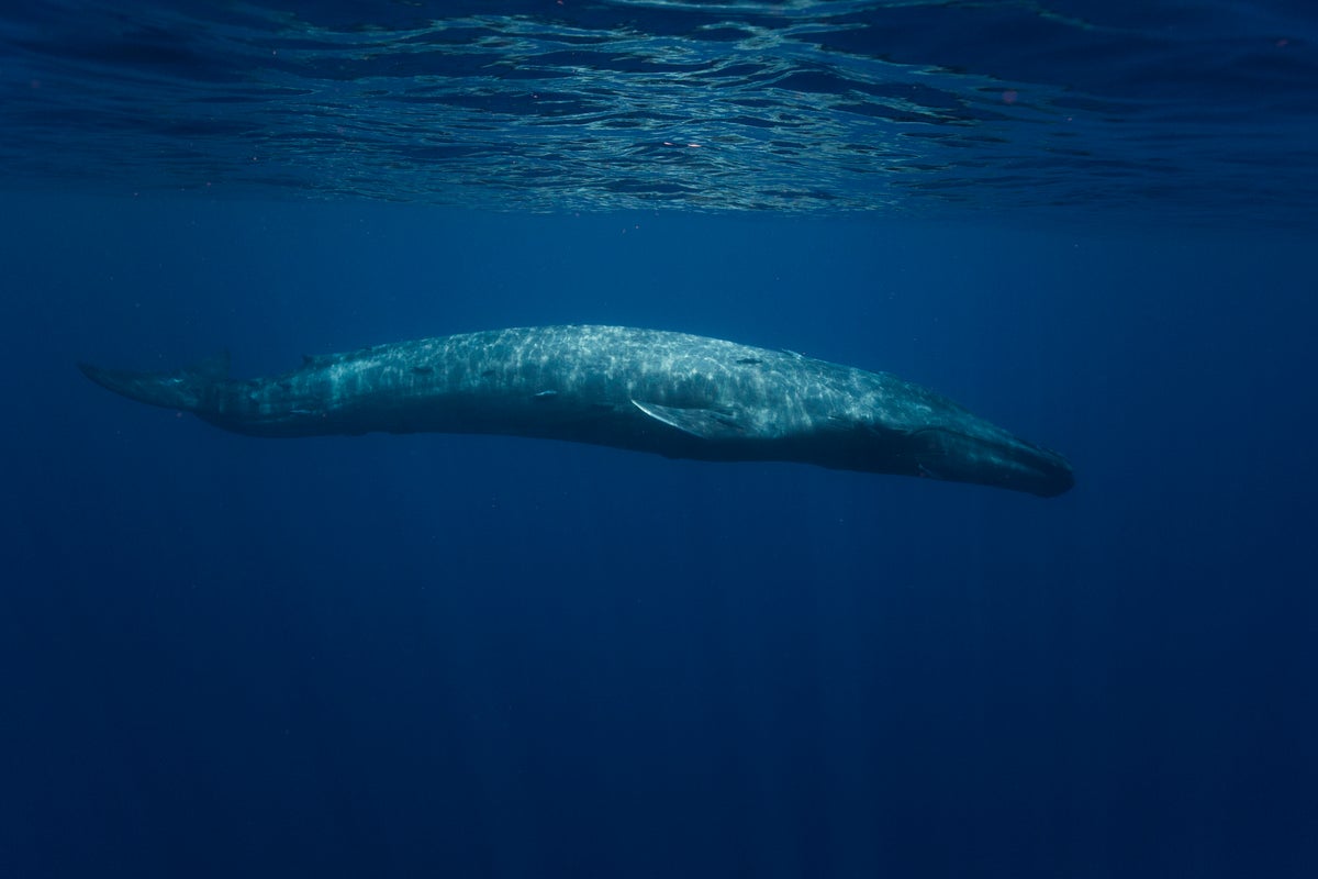 Researchers identify cause of decline in blue whale vocalizations - The Independent