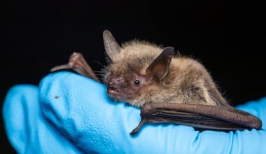 As deadly fungus spreads, Alberta turns to probiotics to save dwindling bat population