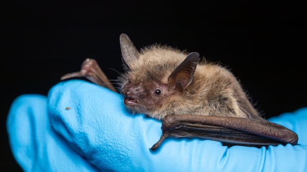 As deadly fungus spreads, Alberta turns to probiotics to save dwindling bat population