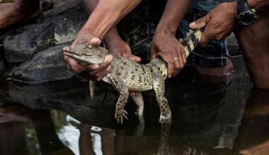 Saving the world's rarest crocodile from its bad reputation