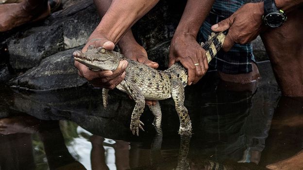 Saving the world's rarest crocodile from its bad reputation