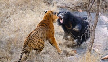 Living with the face-clawing sloth bear that scares tigers